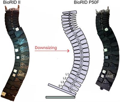 Design and Evaluation of the Initial 50th Percentile Female Prototype Rear Impact Dummy, BioRID P50F – Indications for the Need of an Additional Dummy Size